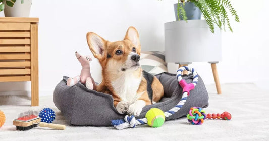 Elevate Your Pet's Life with the Right Accessories - TRICK & TAILS - TRICK & TAILS